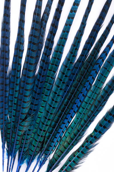 Faisan de Colchide - 35-45 cm - turquoise